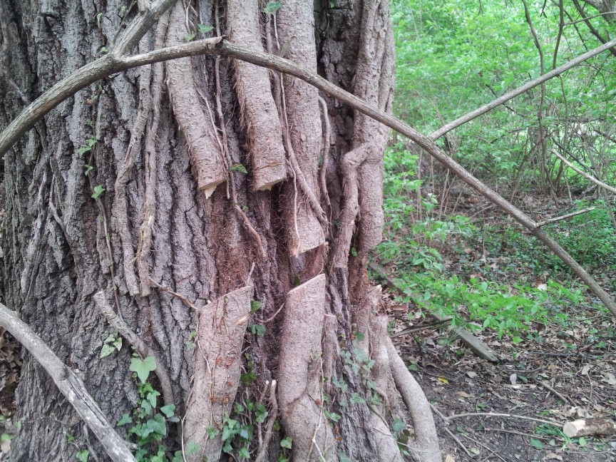 Invasive Species: Tree Killing Ivy.