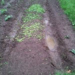 double dug mounded beds