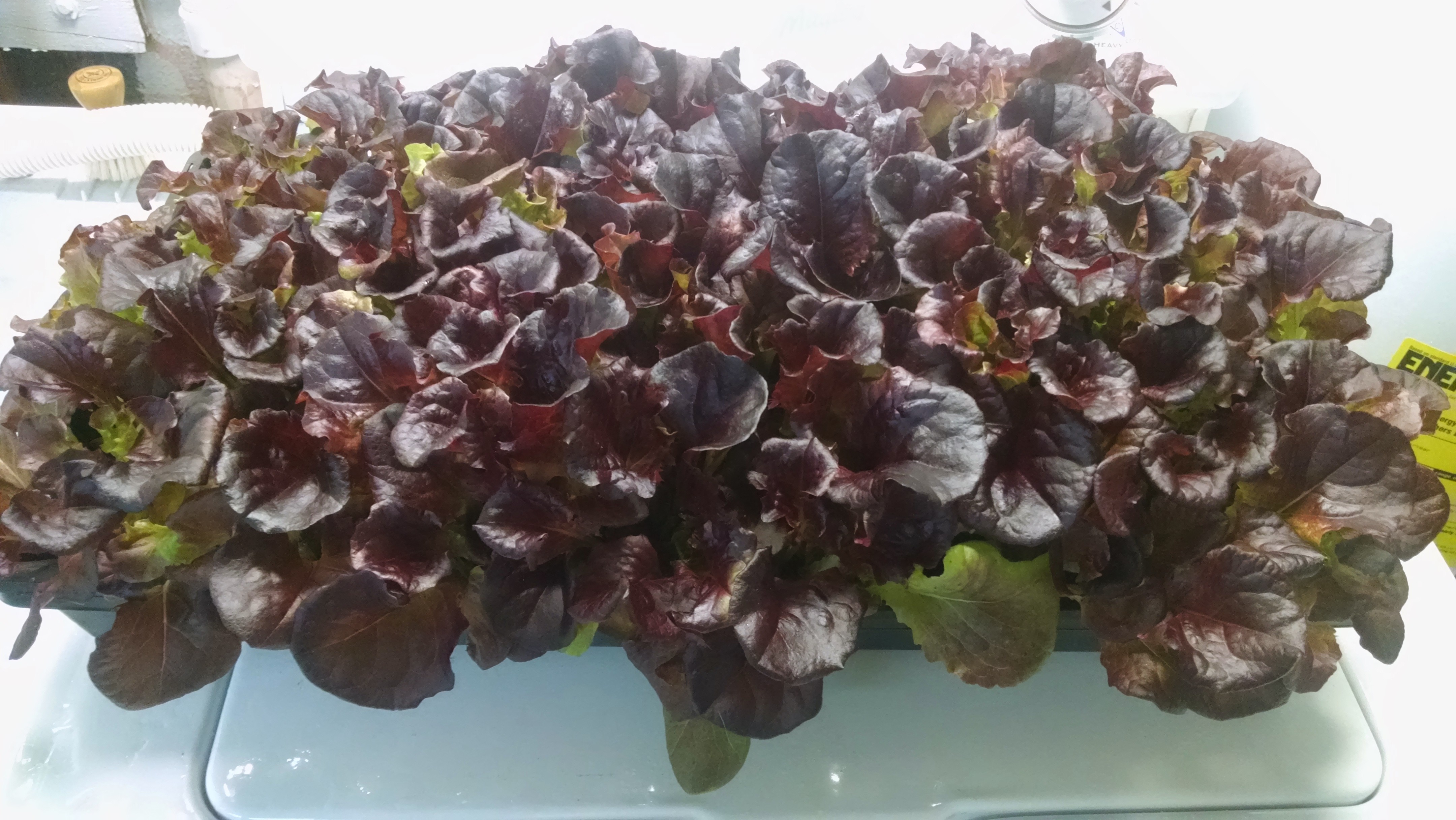 High Yield Lettuce Hydroponic Planting Trials